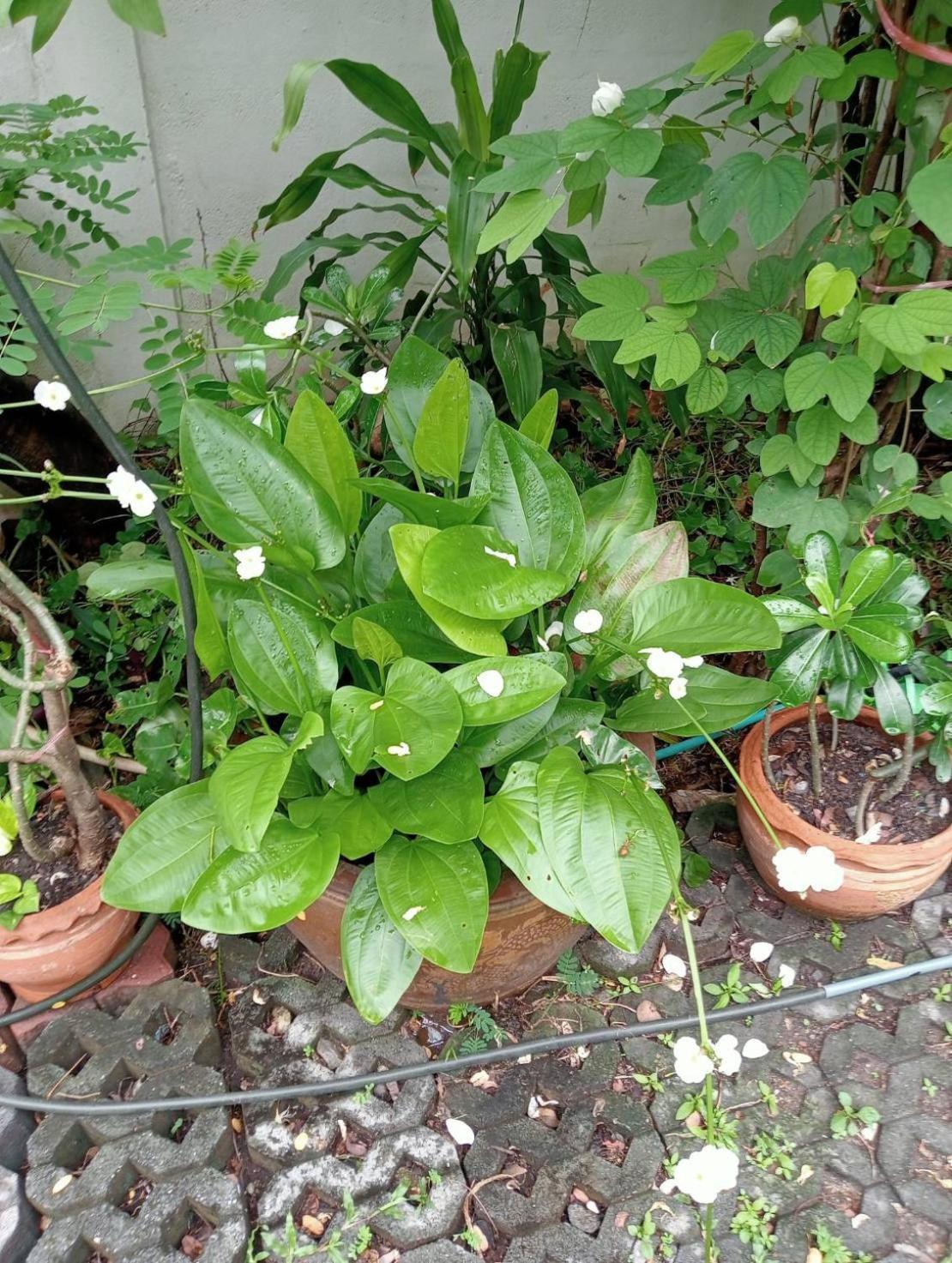 Young And Beautiful Banguecoque Exterior foto