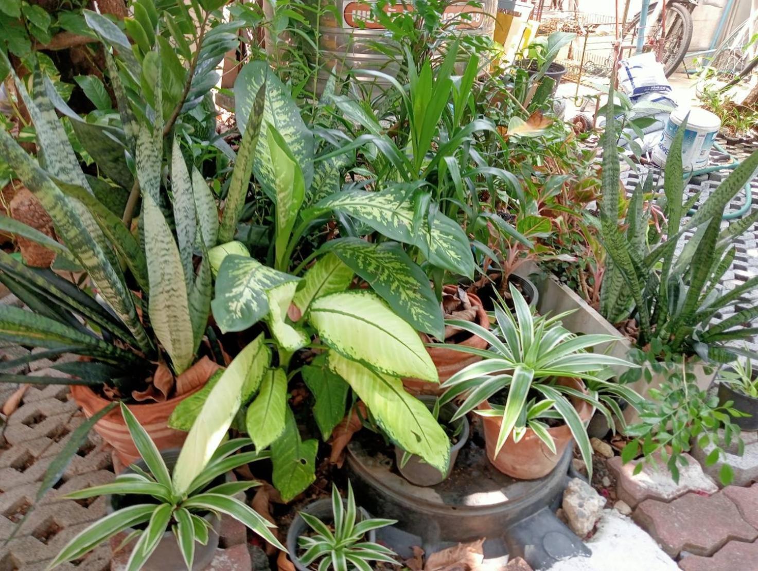 Young And Beautiful Banguecoque Exterior foto