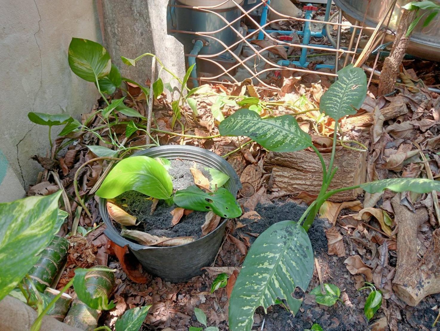 Young And Beautiful Banguecoque Exterior foto