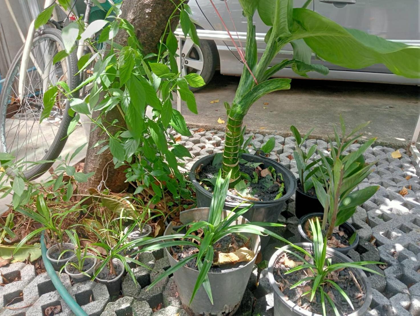 Young And Beautiful Banguecoque Exterior foto